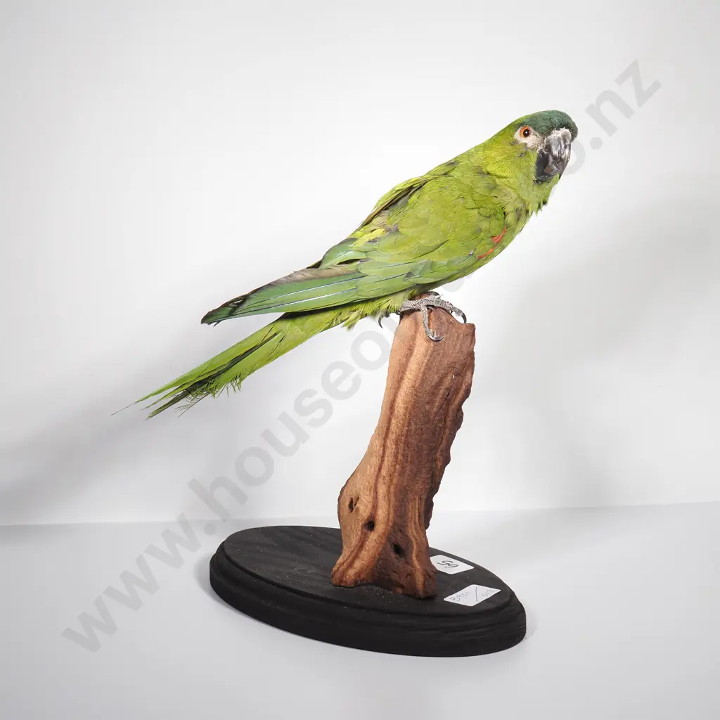 Wall Mount of a Perched Red Shouldered Macaw Image 1++