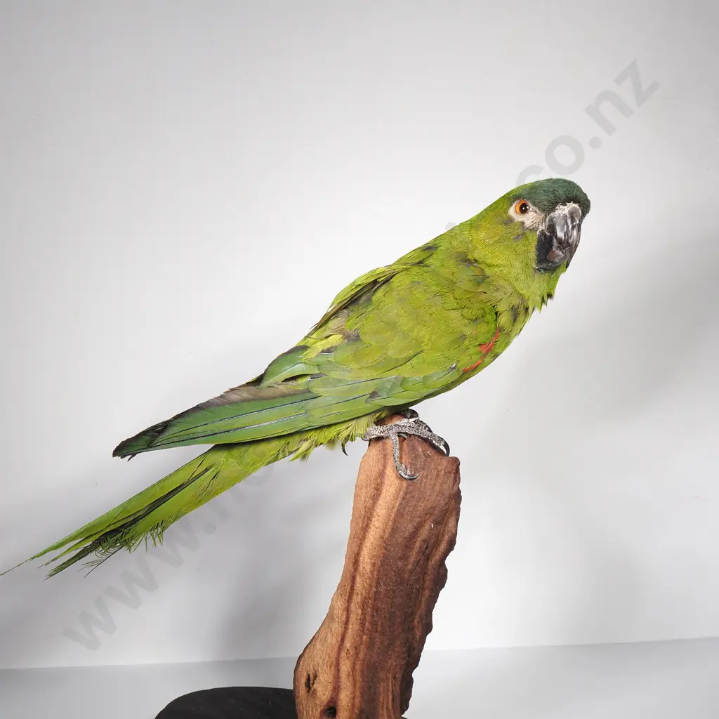 Wall Mount of a Perched Red Shouldered Macaw Image 1++