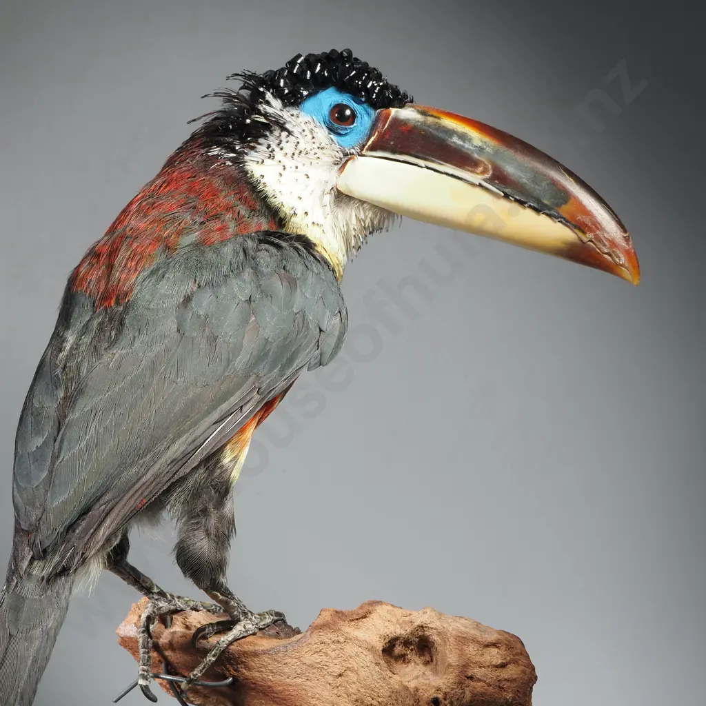 Full Mount of a Perched Curl Crested Aracari Image 1++