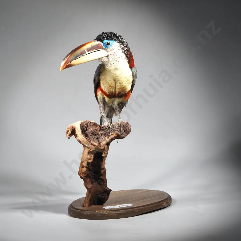 Full Mount of a Perched Curl Crested Aracari Image 1++