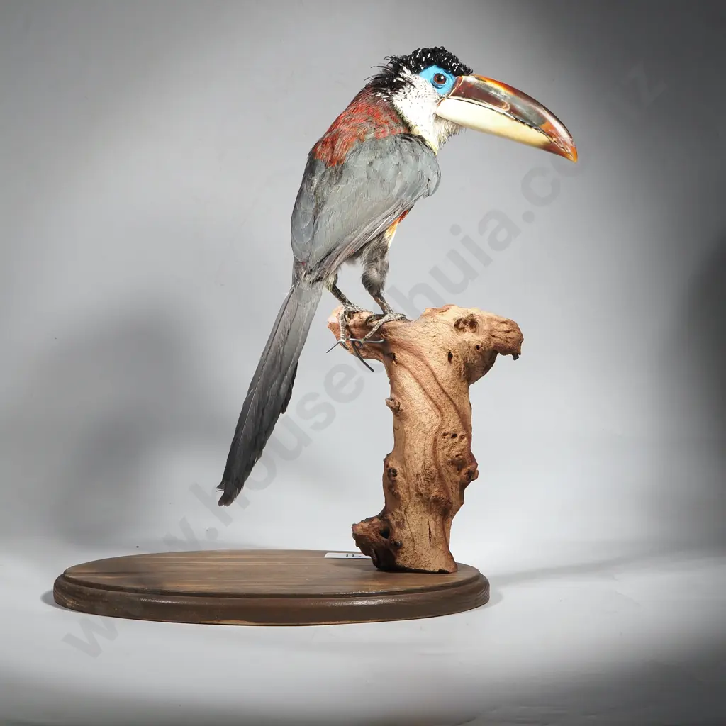 Full Mount of a Perched Curl Crested Aracari Image 1++