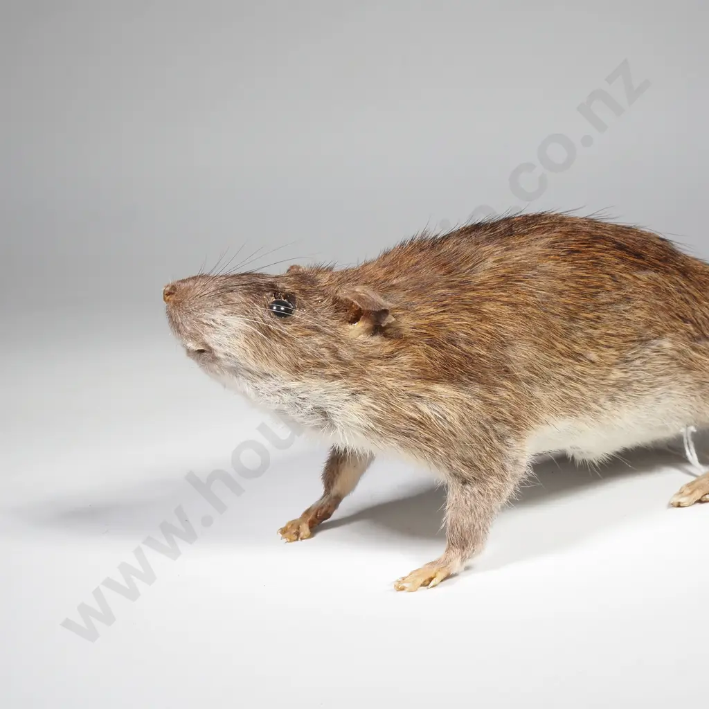 Common Brown Rat Image 1++