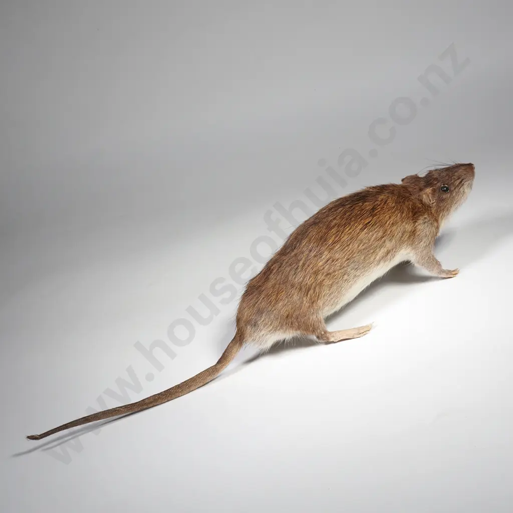 Common Brown Rat Image 1++
