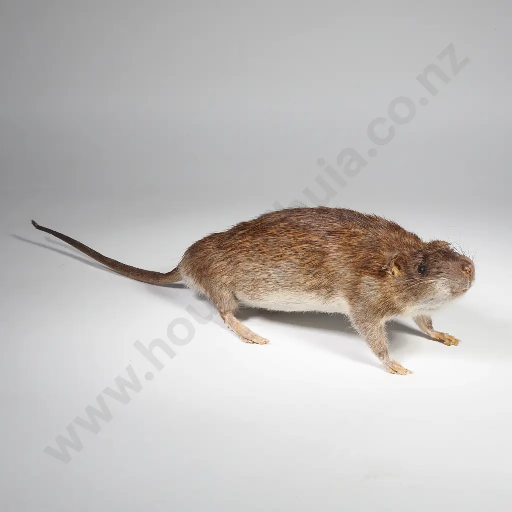 Common Brown Rat Image 1++