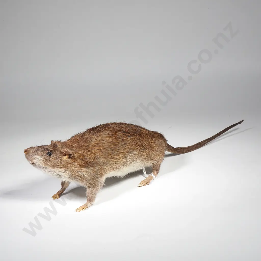 Common Brown Rat Image 1++