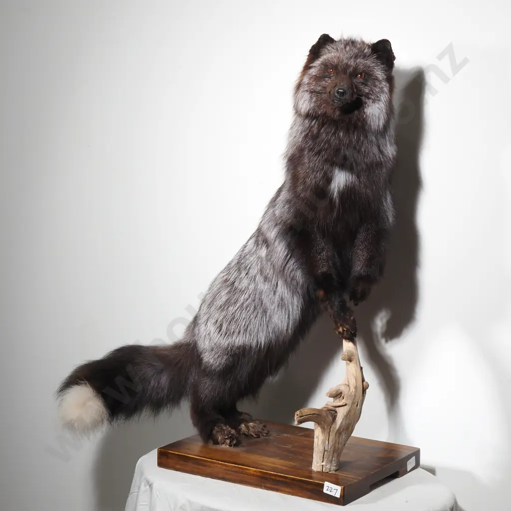 Taxidermy Silver Fox on Wooden Base with Tree Branch Image 1++