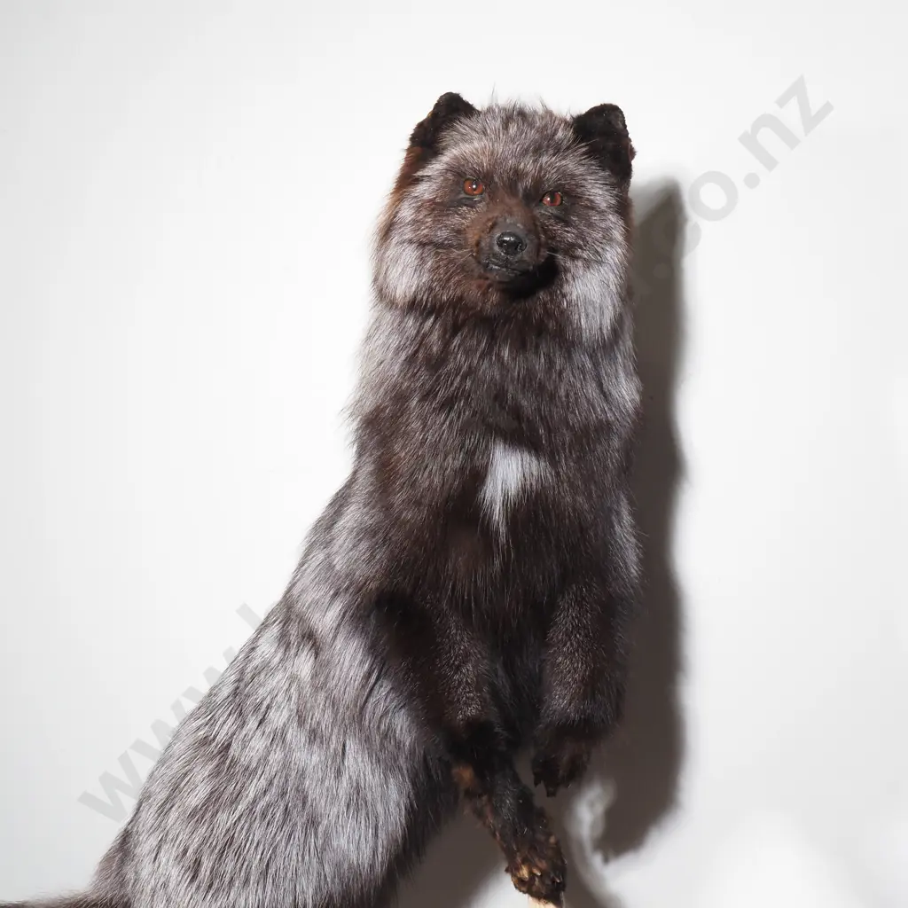 Taxidermy Silver Fox on Wooden Base with Tree Branch Image 1++