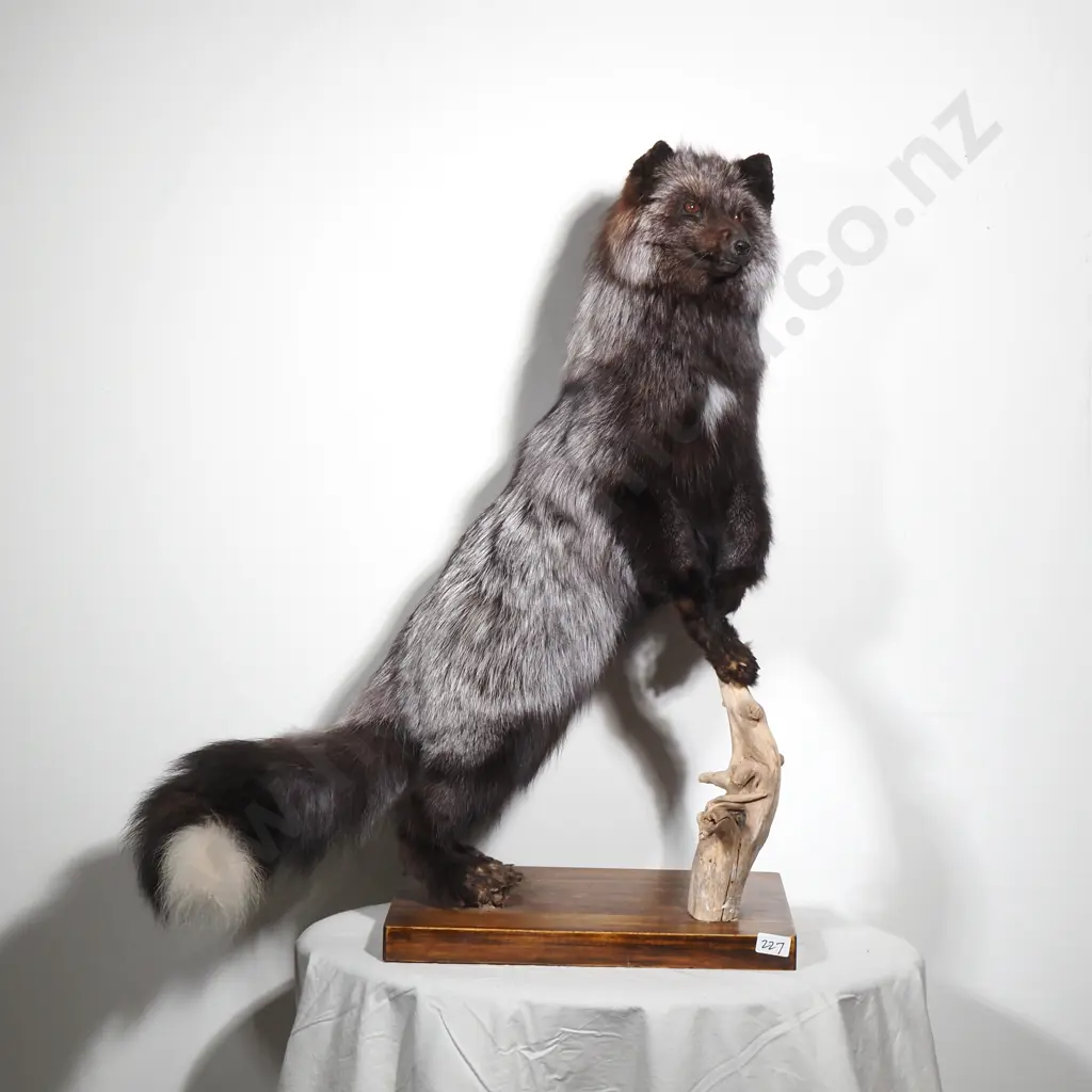 Taxidermy Silver Fox on Wooden Base with Tree Branch Image 1++