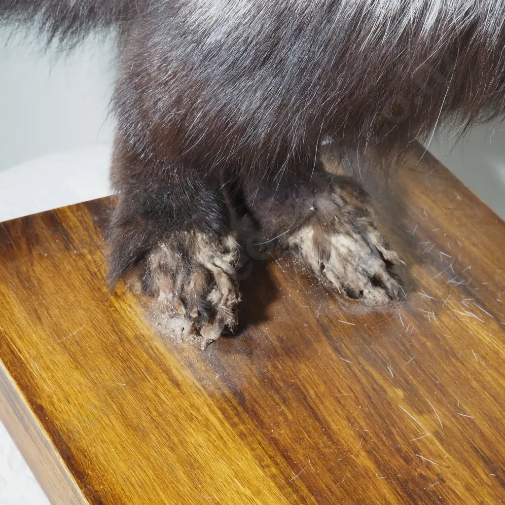 Taxidermy Silver Fox on Wooden Base with Tree Branch Image 1++