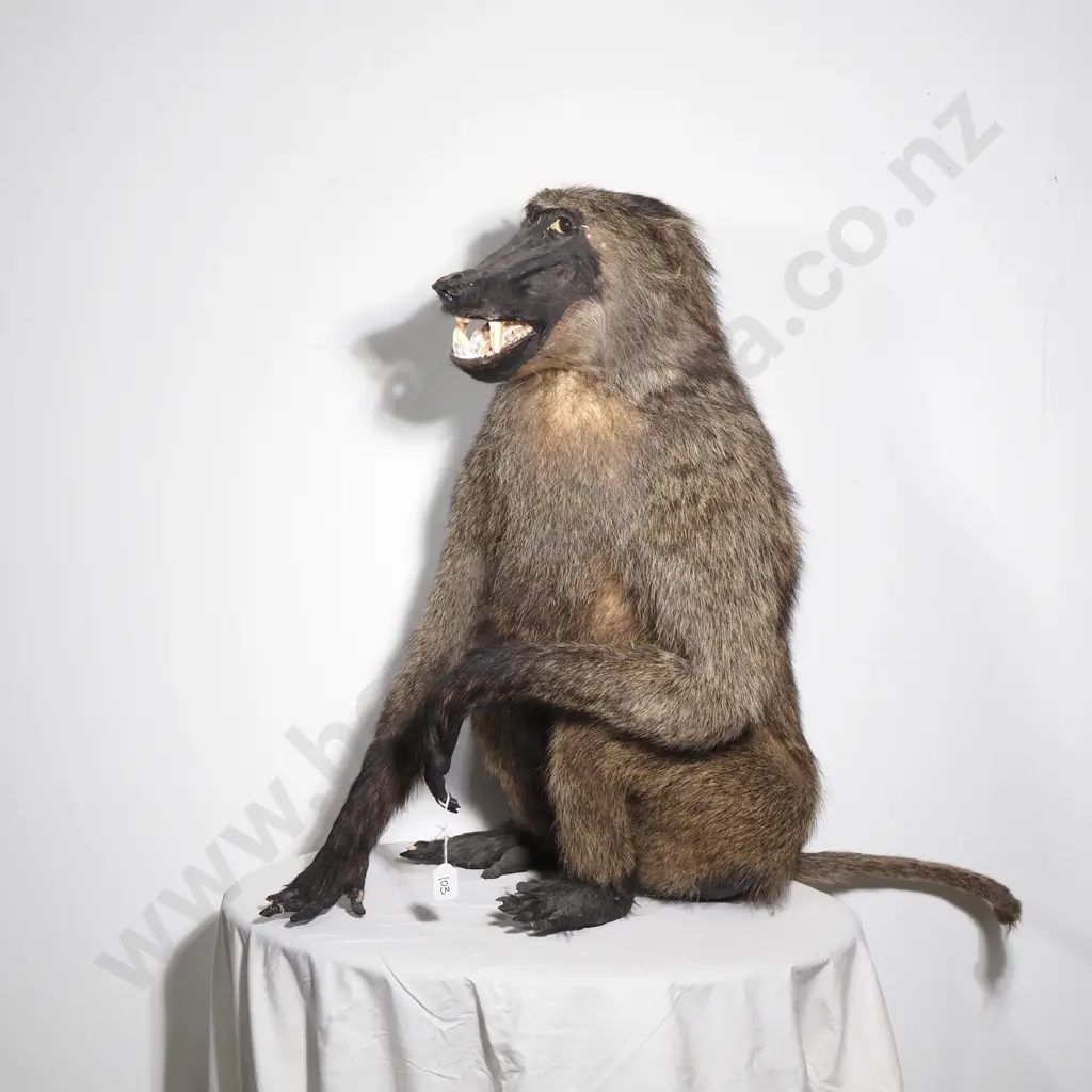 Taxidermy Chacma Baboon Image 1++