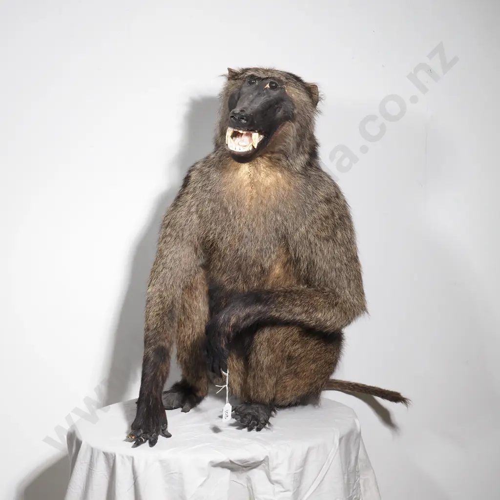 Taxidermy Chacma Baboon Image 1++