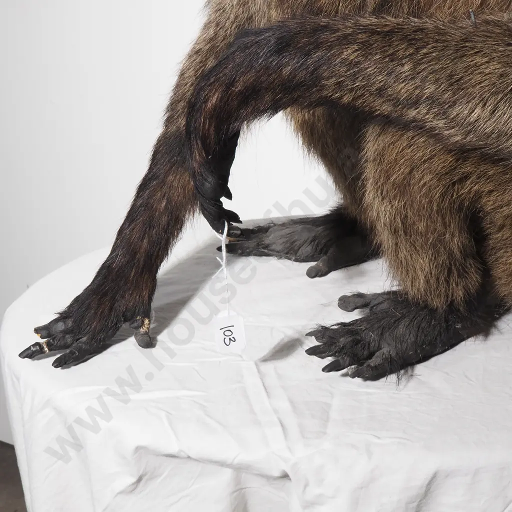 Taxidermy Chacma Baboon Image 1++