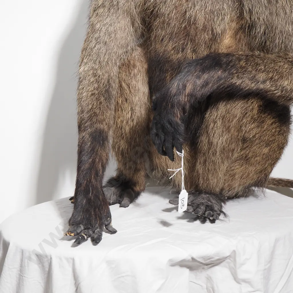 Taxidermy Chacma Baboon Image 1++