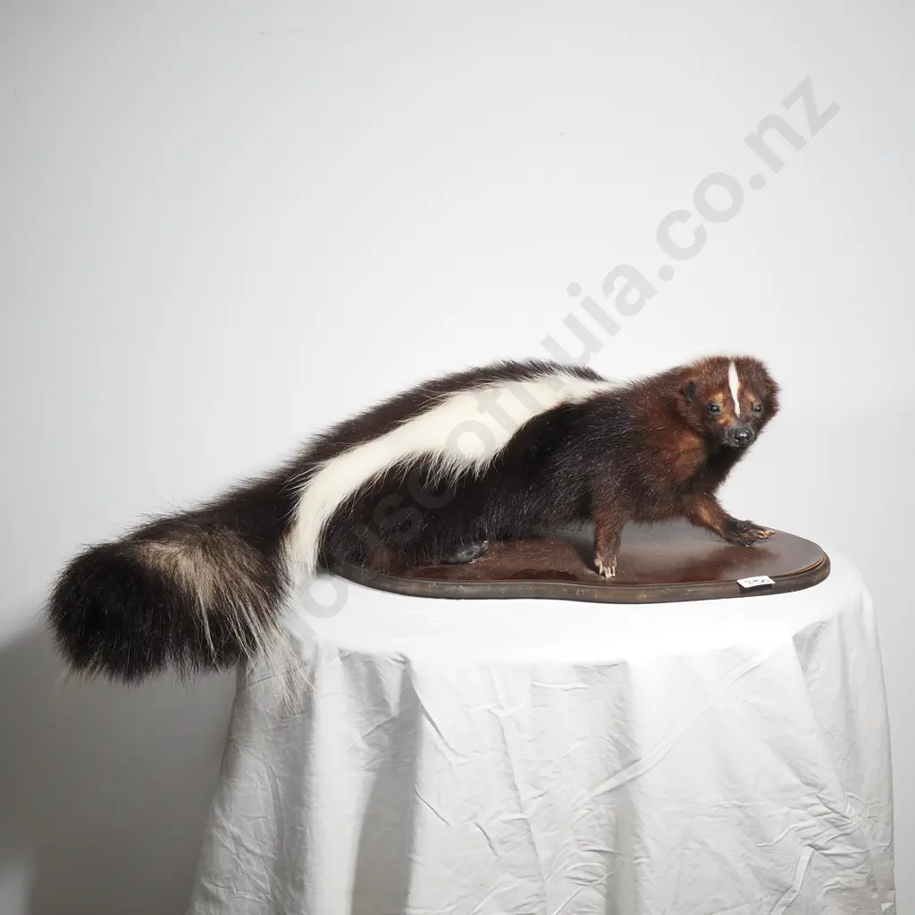 Taxidermy Striped Skunk on a Wooden Base Image 1++