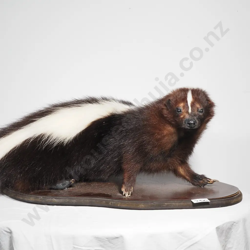 Taxidermy Striped Skunk on a Wooden Base Image 1++