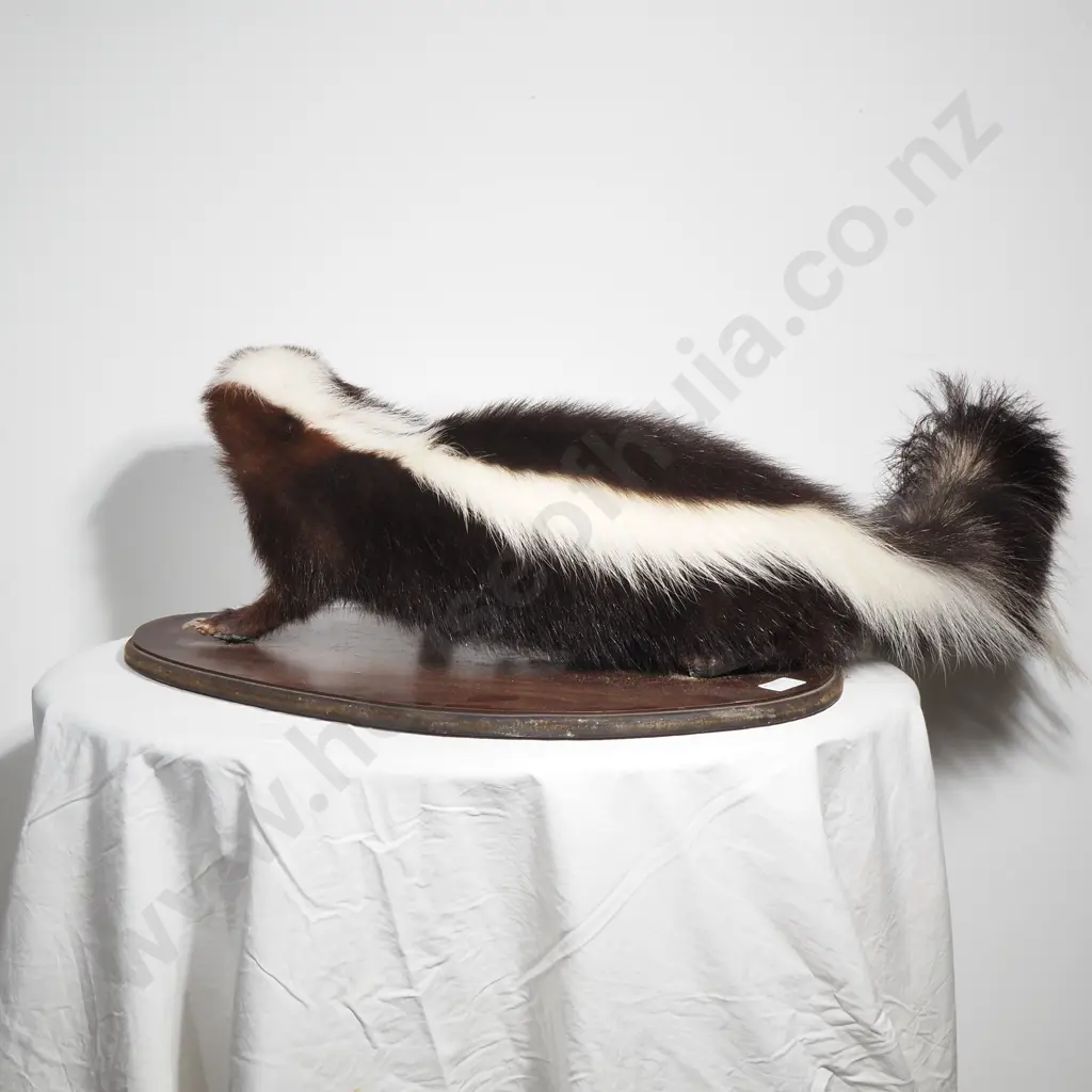 Taxidermy Striped Skunk on a Wooden Base Image 1++