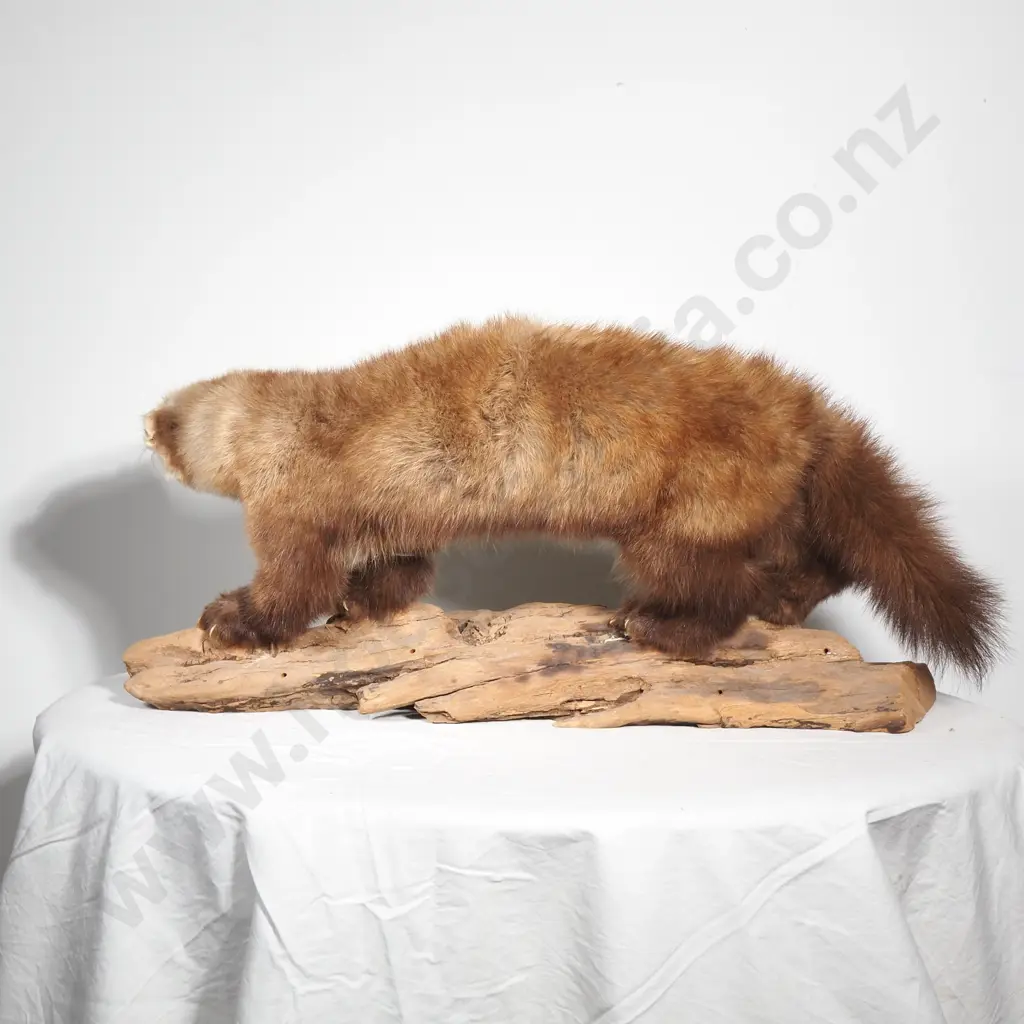 Taxidermy Pine Marten on Wooden Log Image 1++