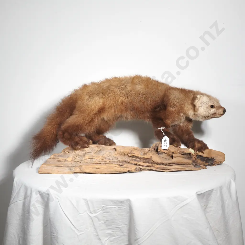 Taxidermy Pine Marten on Wooden Log Image 1++