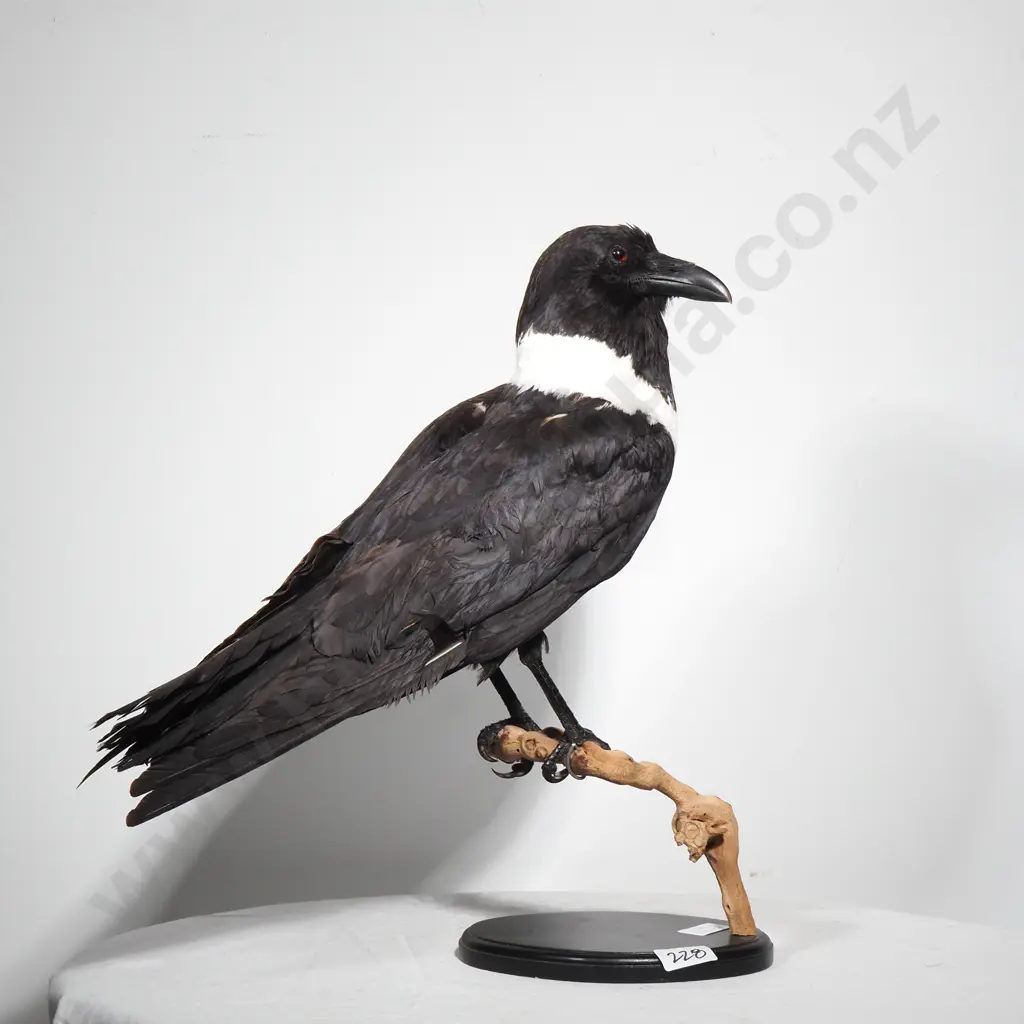 Taxidermy African Pied Crow on Branch and Wooden Base Image 1++