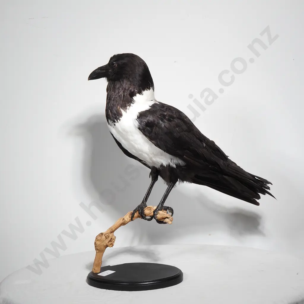 Taxidermy African Pied Crow on Branch and Wooden Base Image 1++