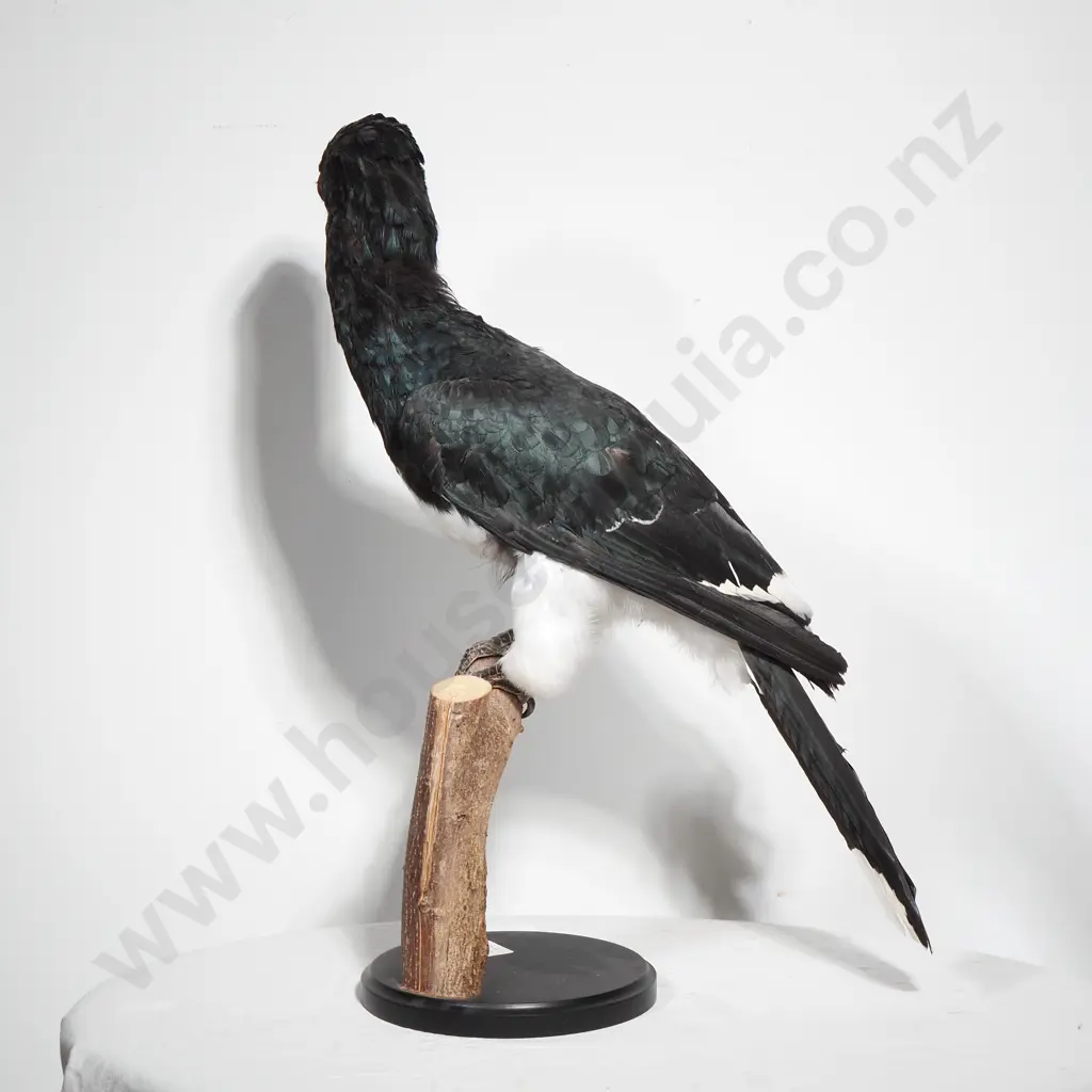 Full Mount Perched Trumpeter Hornbill Image 1++