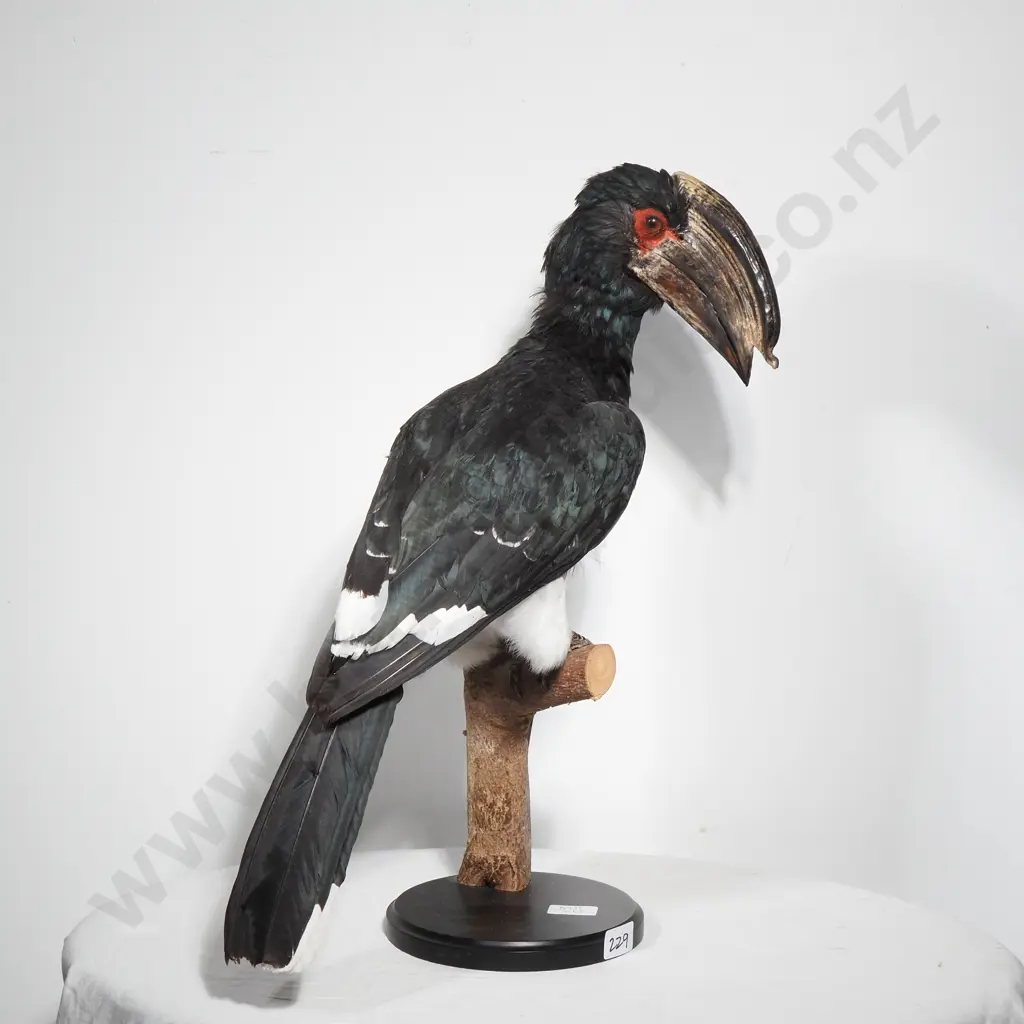 Full Mount Perched Trumpeter Hornbill Image 1++