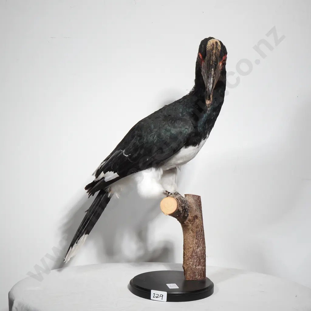 Full Mount Perched Trumpeter Hornbill Image 1++