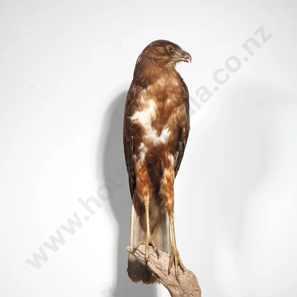 Australasian Harrier Hawk Image 1++