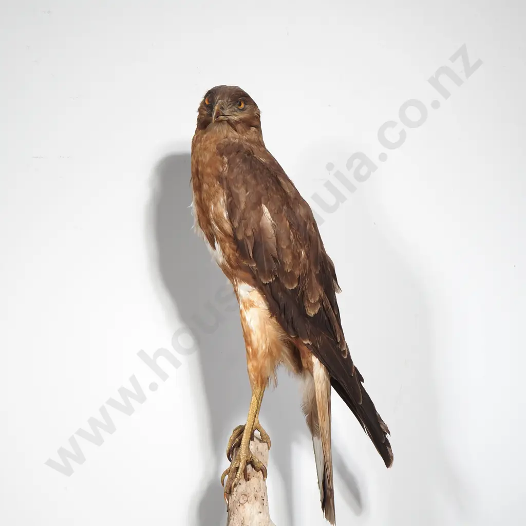 Australasian Harrier Hawk Image 1++