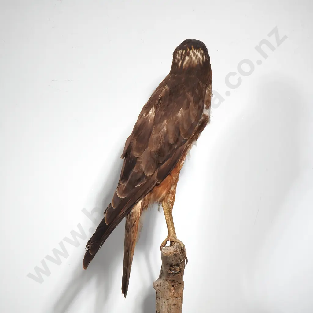 Australasian Harrier Hawk Image 1++