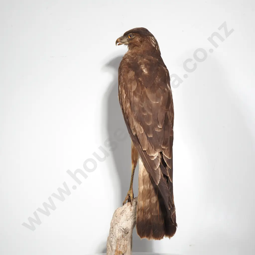 Australasian Harrier Hawk Image 1++