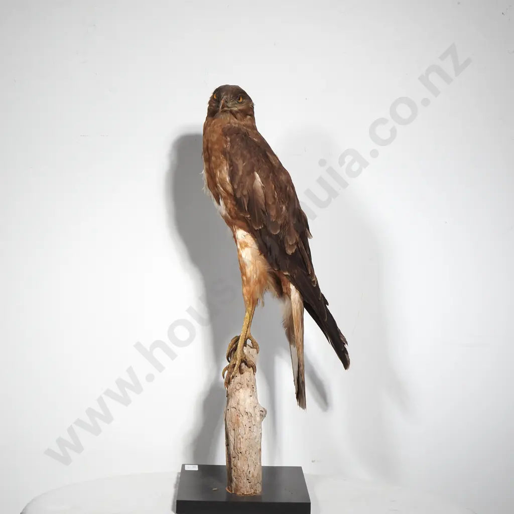 Australasian Harrier Hawk Image 1++