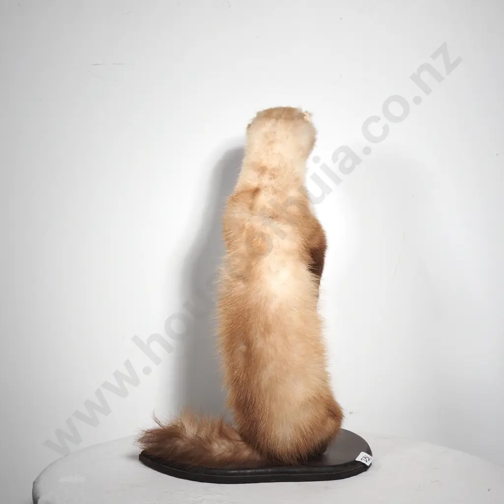 Mounted Standing Stoat Image 1++