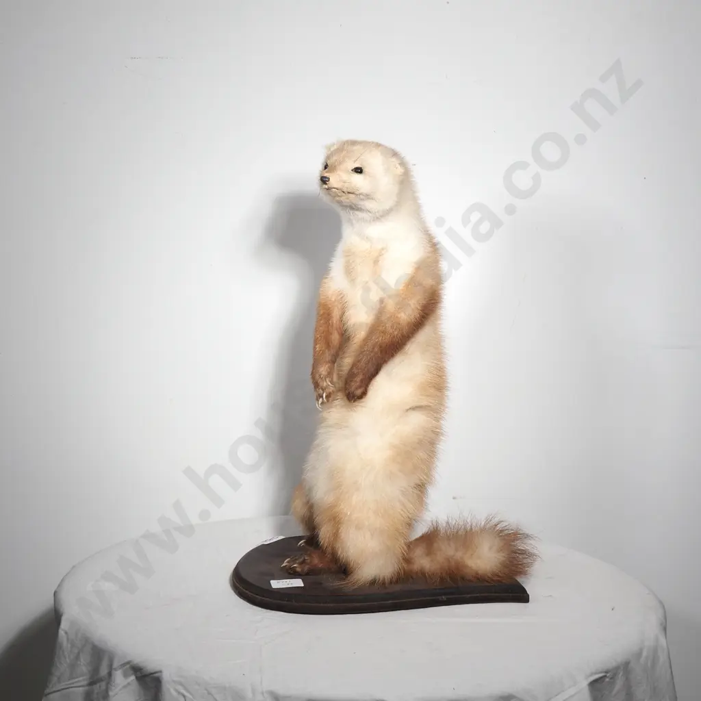 Mounted Standing Stoat Image 1++