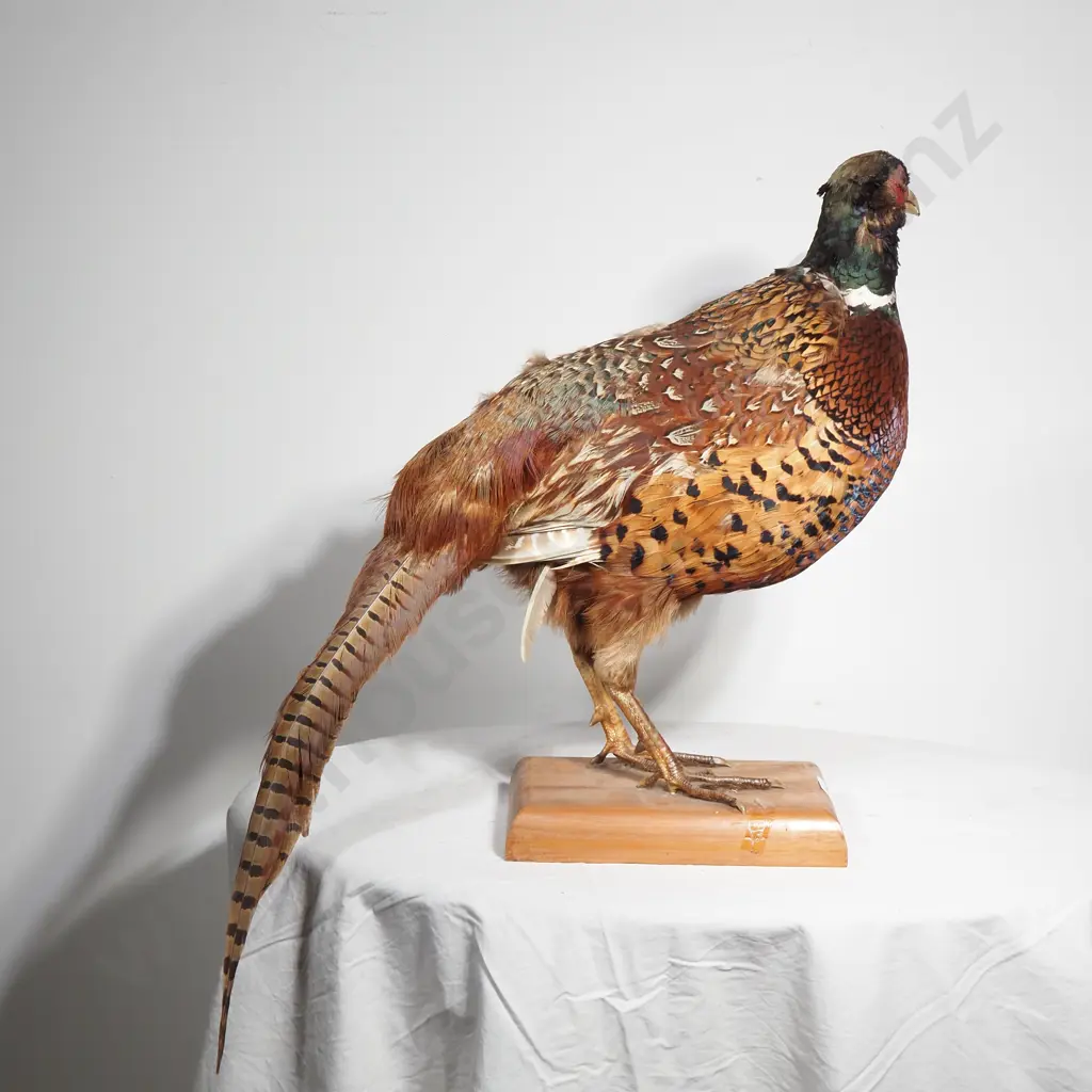 Taxidermy  Standing Mount of a Male Ring Necked Pheasant In Flight on a Wood Plinth Base Image 1++