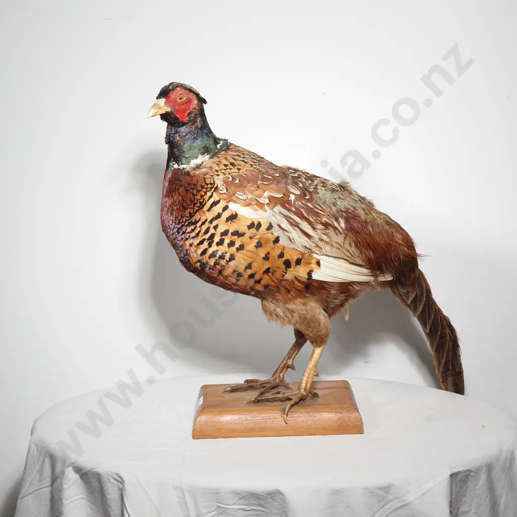 Taxidermy  Standing Mount of a Male Ring Necked Pheasant In Flight on a Wood Plinth Base Image 1++