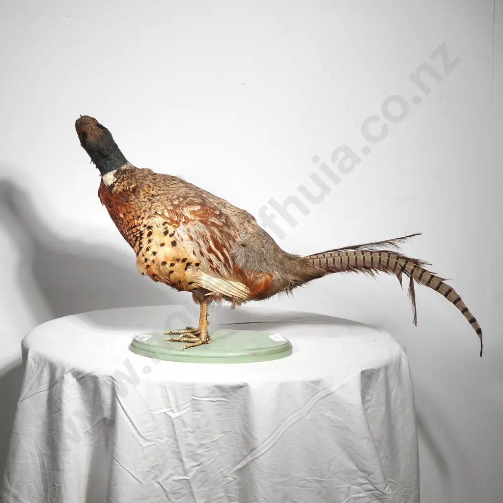 Taxidermy  Standing Mount of a Male Ring Necked Pheasant on an Oval Wooden Base Image 1++