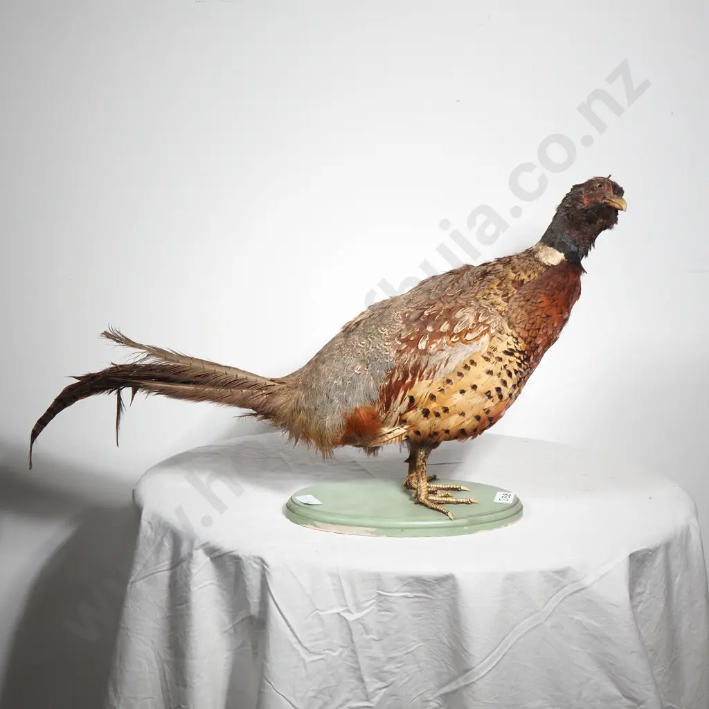 Taxidermy  Standing Mount of a Male Ring Necked Pheasant on an Oval Wooden Base Image 1++