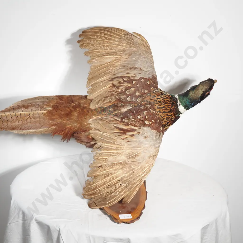 Wall Mounted Male Ring Necked Pheasant on a Slice of Natural Wood Image 1++
