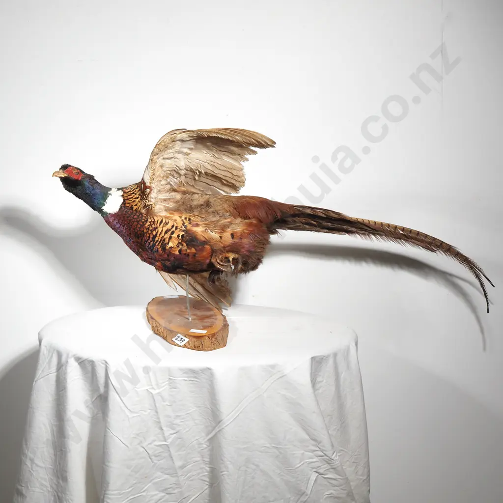 Wall Mounted Male Ring Necked Pheasant on a Slice of Natural Wood Image 1++