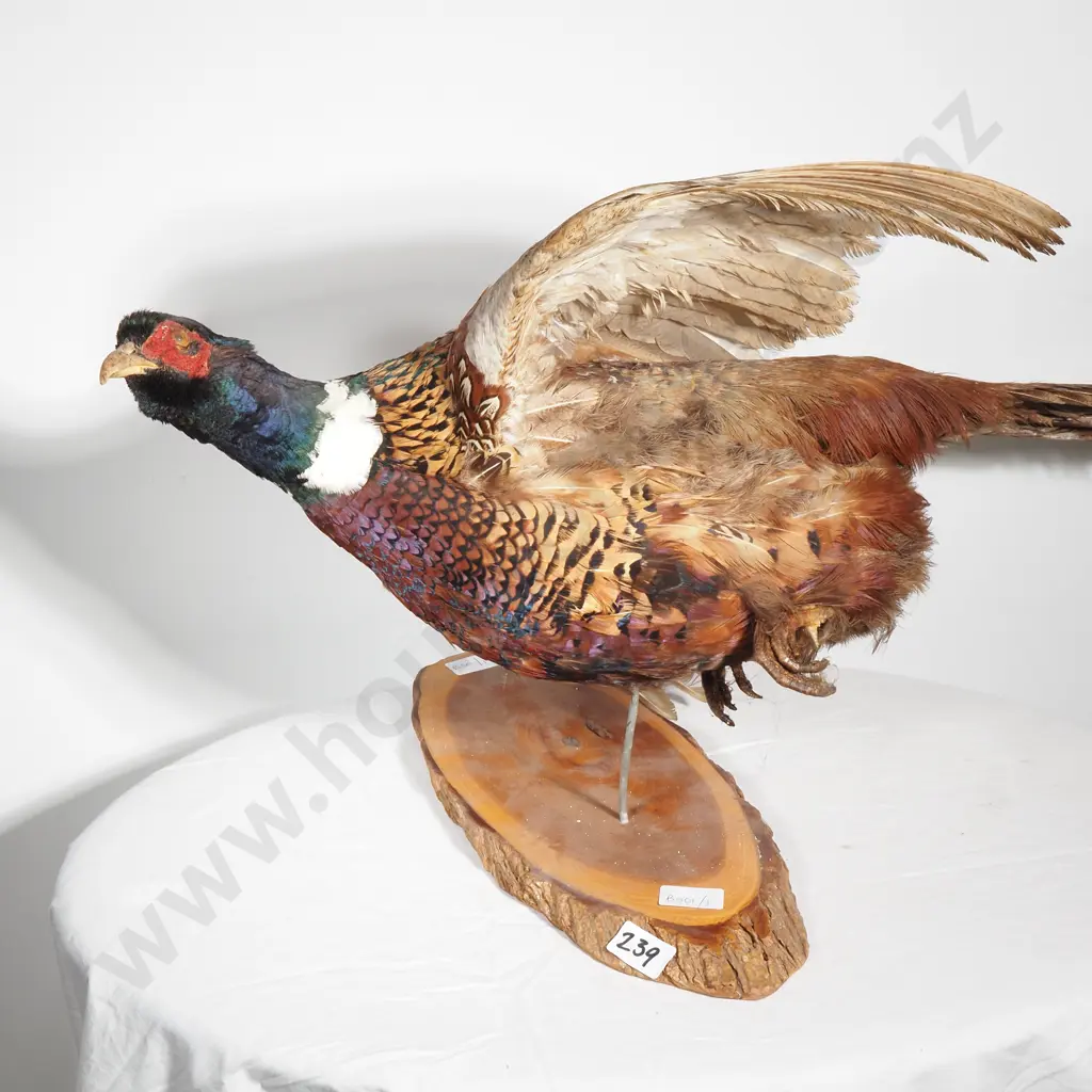 Wall Mounted Male Ring Necked Pheasant on a Slice of Natural Wood Image 1++