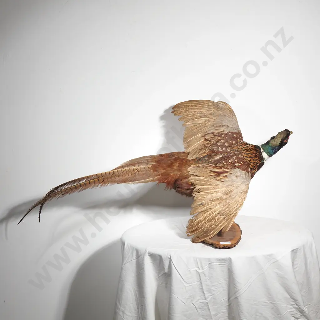 Wall Mounted Male Ring Necked Pheasant on a Slice of Natural Wood Image 1++