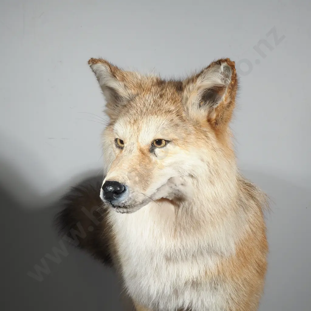 Taxidermy Coyote on a Wooden Base Image 1++