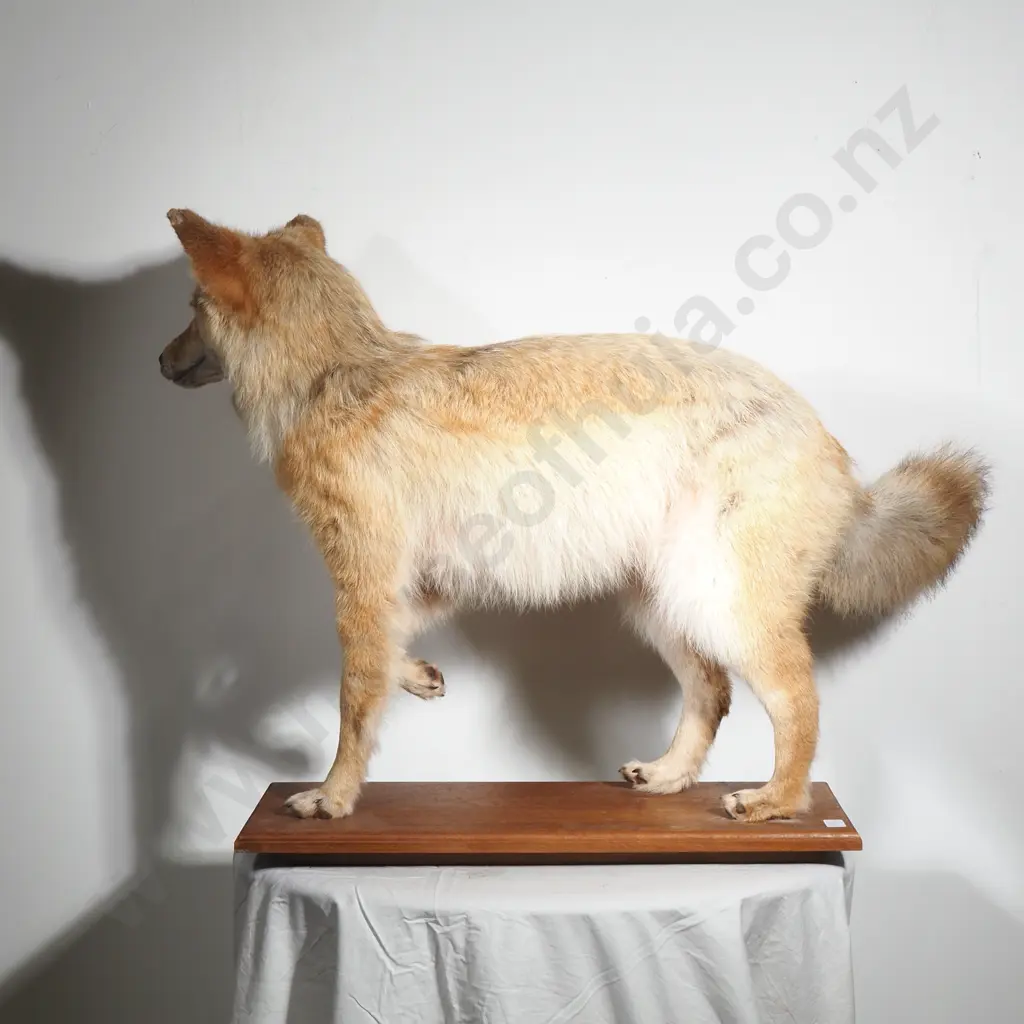 Taxidermy Coyote on a Wooden Base Image 1++
