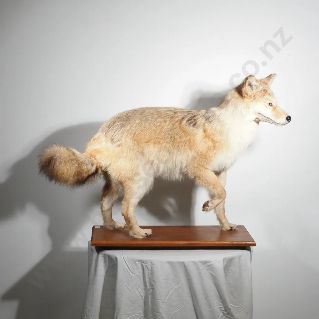 Taxidermy Coyote on a Wooden Base Image 1++