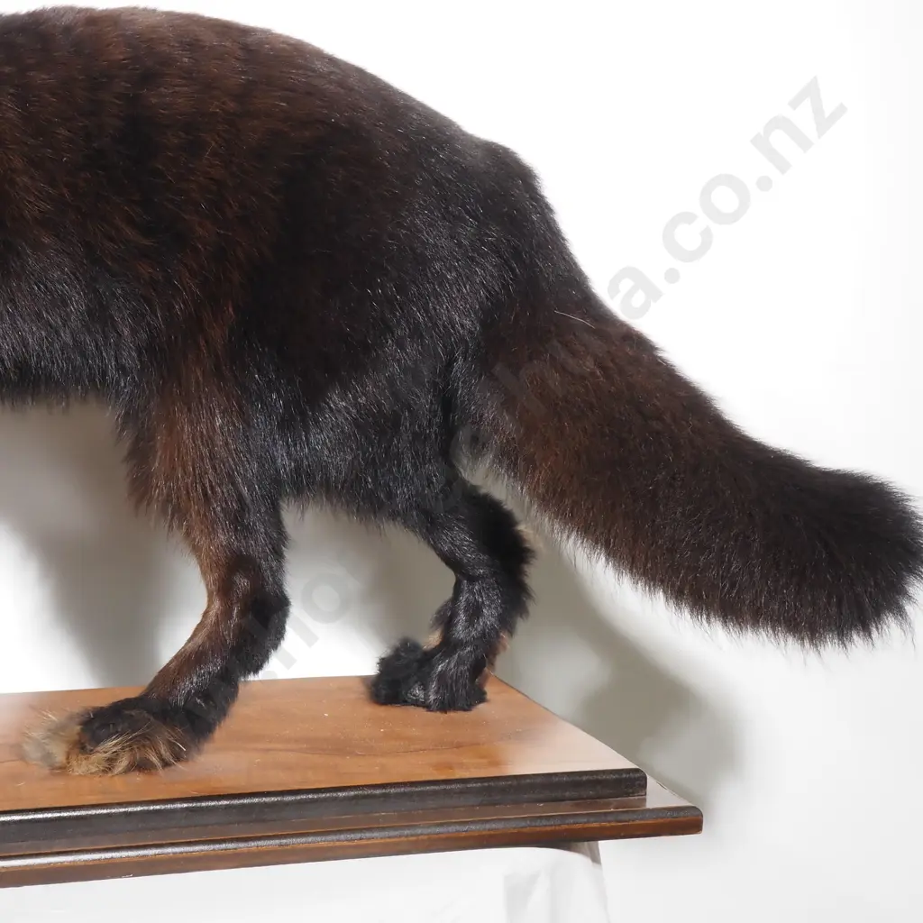 Silver Fox on Wooden Mount Image 1++