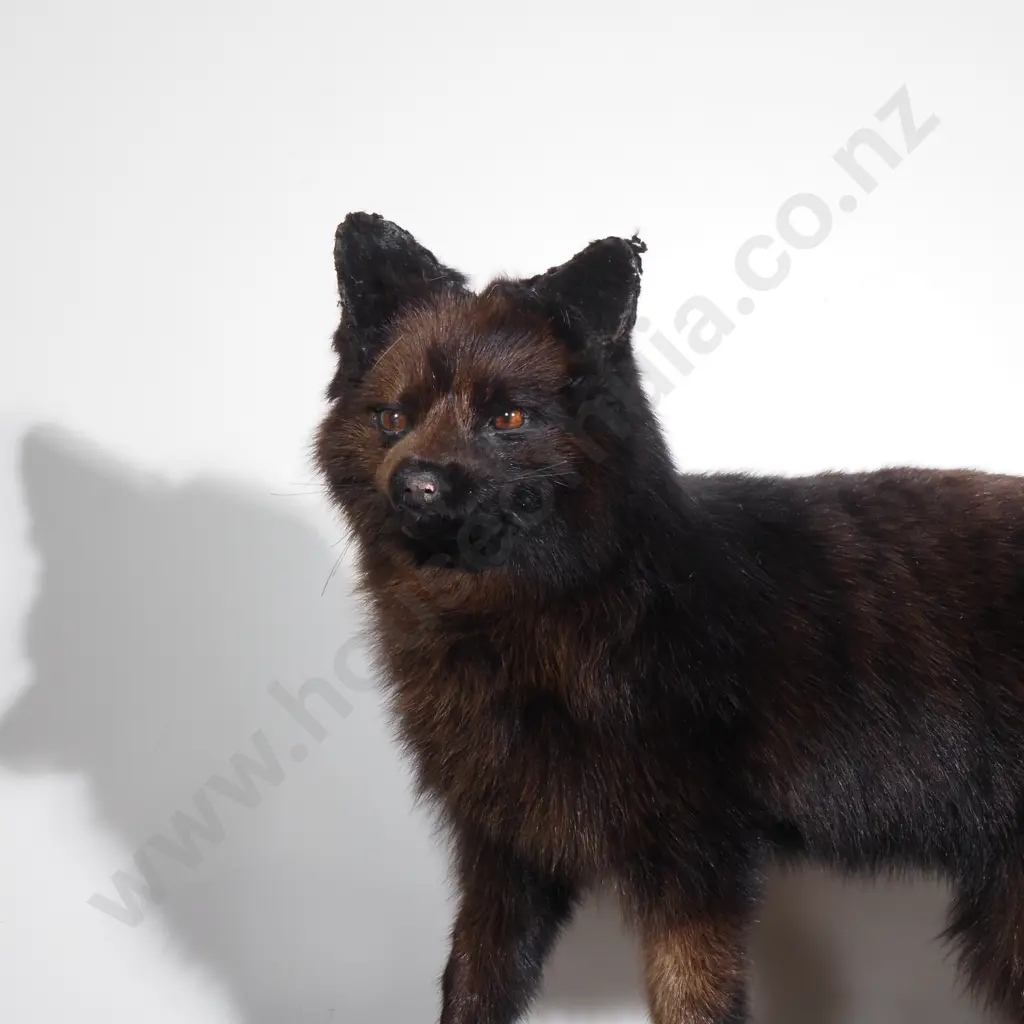 Silver Fox on Wooden Mount Image 1++