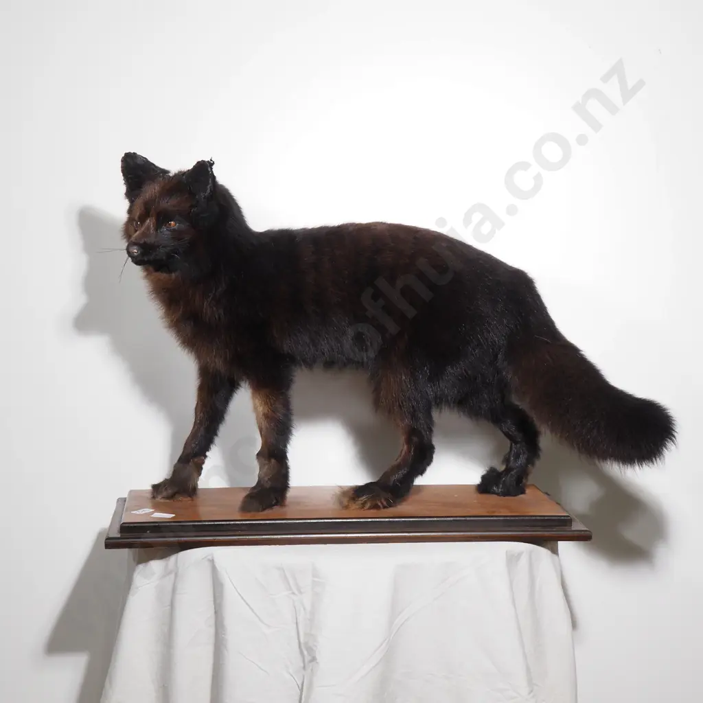 Silver Fox on Wooden Mount Image 1++