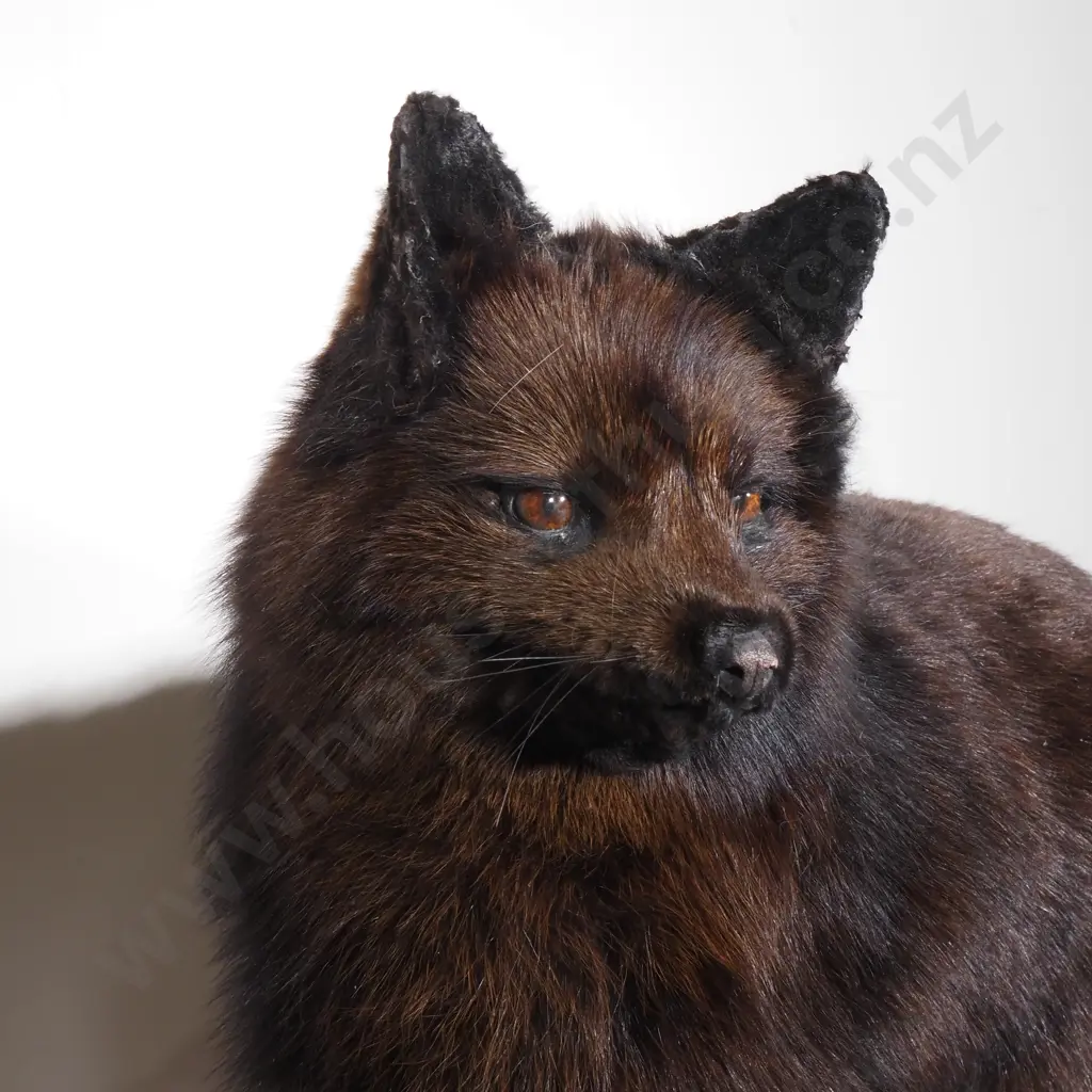 Silver Fox on Wooden Mount Image 1++
