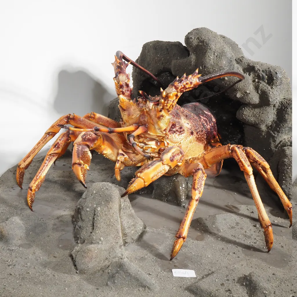 Taxidermy New Zealand Spiny Rock Lobster (Crayfish) Image 1++